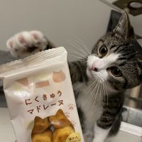 iochayさん