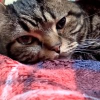 どらえもーーん 会員画像