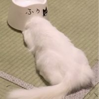 いっちゃんのまま 会員画像