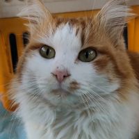 佐藤あみ 会員画像