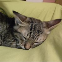 いなのすけ 会員画像