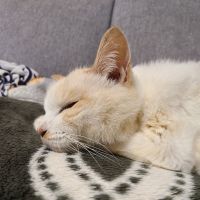 音's母 会員画像