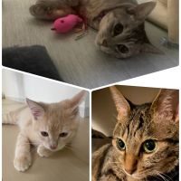 メンカブ 会員画像