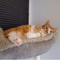 ちゃしろたろう 会員画像