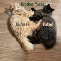 まれじぇ 会員画像