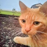 裏庭ねこさん