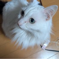 あるのんさん