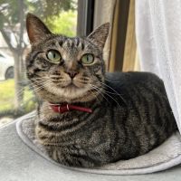 ねことせいかつさん
