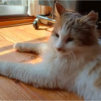 甘猫さん