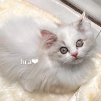 luaさん