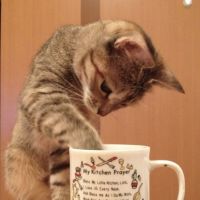 こまっしさん
