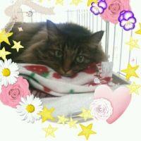 こなつにゃん 会員画像