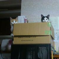 クロ吉 会員画像