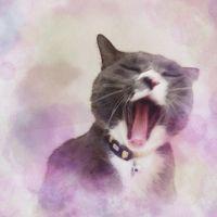 ななほし 会員画像