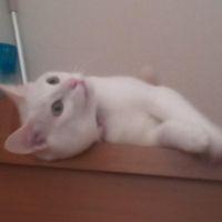 ハクチン 会員画像