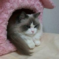 会員画像