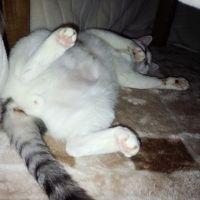 ネコ姉 会員画像