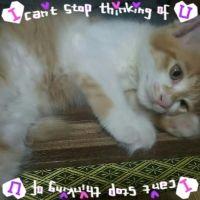 ななっぴ 会員画像