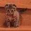ユーザ画像