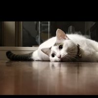 会員画像