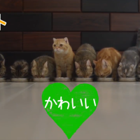 アサミルキー 会員画像