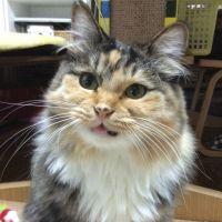 猫サーファー 会員画像
