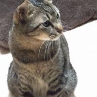 シャビ 会員画像