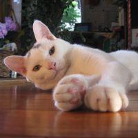 まあにゃんこ 会員画像