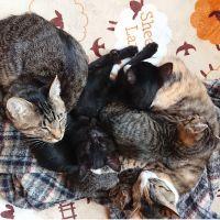 ねこ花 会員画像