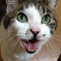 ねりさ 会員画像