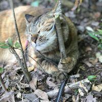 アブリ 会員画像