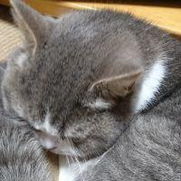 shiro45 会員画像