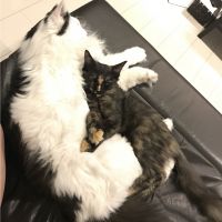 まゆとろ 会員画像