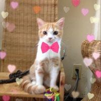 ねこばーば 会員画像