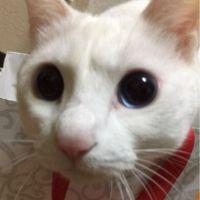 シュガ 会員画像