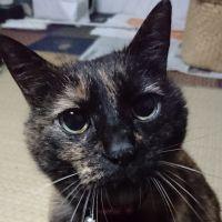 ぴかこ 会員画像