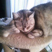 よことめい 会員画像