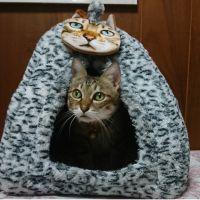 キジ猫レディのママ 会員画像