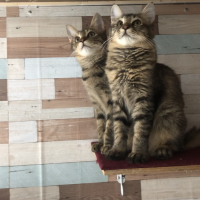 かえでさら 会員画像