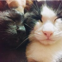 えぶぁ 会員画像