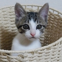 あい猫助 会員画像