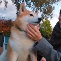 にゅとろ 会員画像