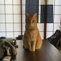 えんちゅー 会員画像