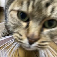 ともたそ 会員画像