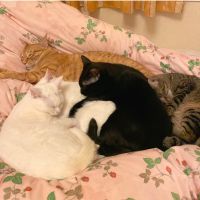 三匹の猫。さん