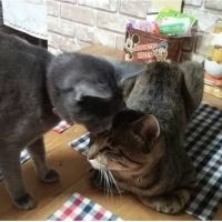 みにらねこ 会員画像