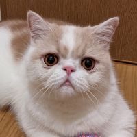 ぶー太さん