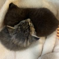 ブバスティス 会員画像