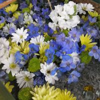 宝っ子 会員画像