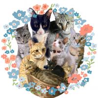 toshi_9_nyans 会員画像